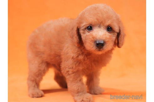 成約済の千葉県のトイプードル-198191の3枚目